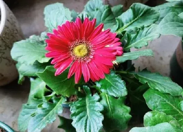 养殖方法|非洲菊的养殖方法和注意事项有哪些