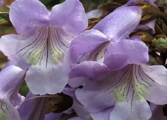 花语|有什么花的花语是懵懂 花语代表懵懂的花