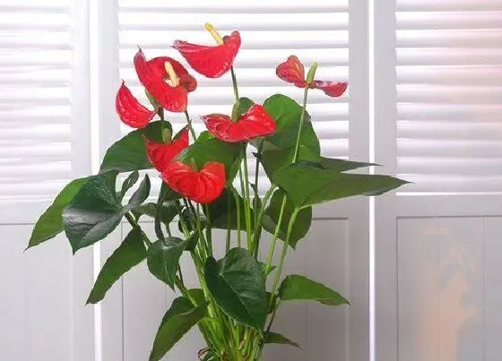 冬天植物|红掌耐寒耐冻吗 可耐受的最低温度