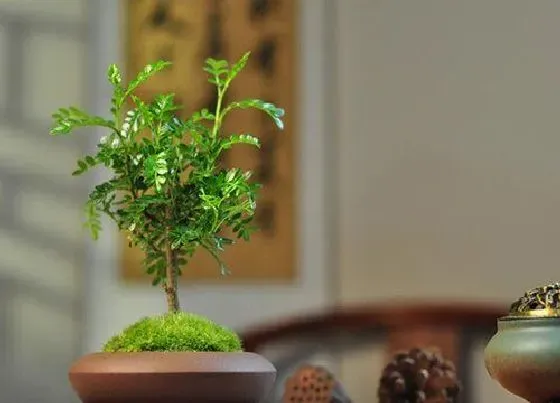 种植管理|清香木生长速度快慢 一年能长多少