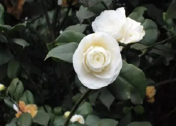 花语|白色山茶花花语及代表意义