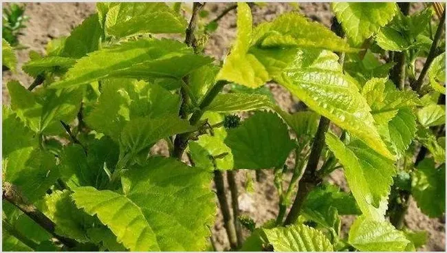 桑葚种植技术 | 农业技术