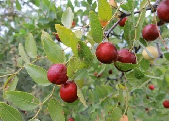 植物修剪|酸枣什么时候剪枝合适