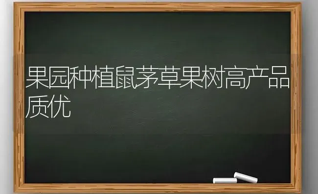 果园种植鼠茅草果树高产品质优 | 瓜果种植