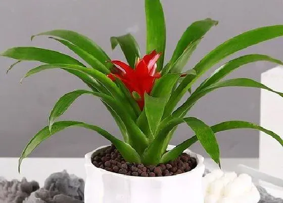 摆放常识|客厅茶几上摆放什么植物好