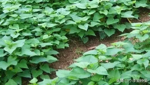 植物播种|地瓜什么时候种最合适，红薯苗几月份时间可以种植）
