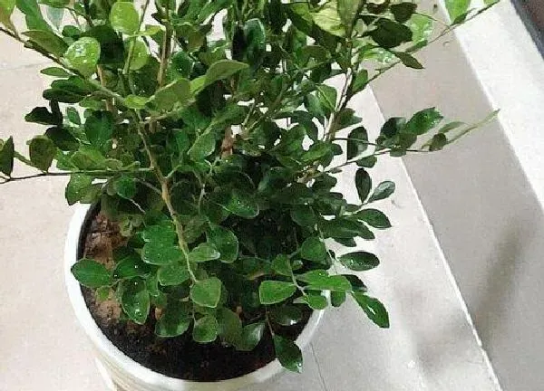 植物浇水|九里香能浇硫酸亚铁吗