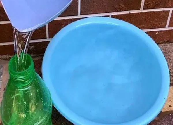 植物浇水|空调水浇花有什么好处 专家解读空调冷凝水浇花用处