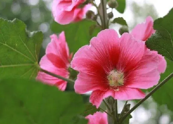 植物浇水|芙蓉花几天浇一次水 春夏秋冬各不同