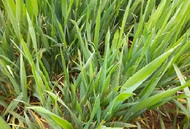 植物虫害|小麦花卉果树红蜘蛛用什么药防治好（红蜘蛛最怕什么天敌）