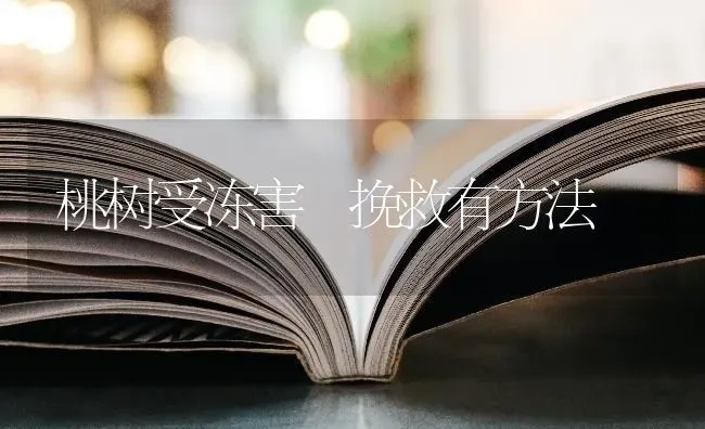 桃树受冻害 挽救有方法 | 瓜果种植