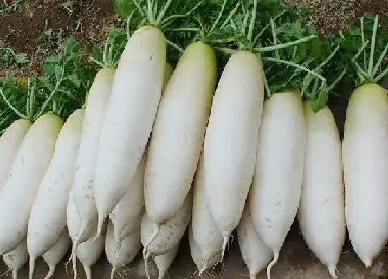 营养价值|萝卜和什么不能一起吃 与什么食物相克