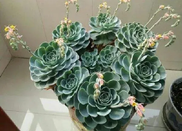 植物浇水|如果多肉浇多了水怎么办（不小心多肉植物浇水过多补救）