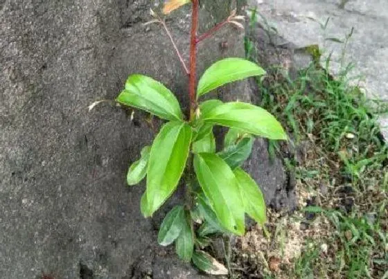 植物百科|阴香树又叫什么名字