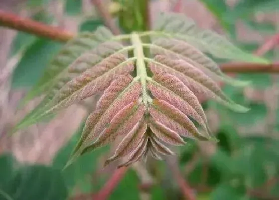 植物寓意|香椿树开花预示着什么意思