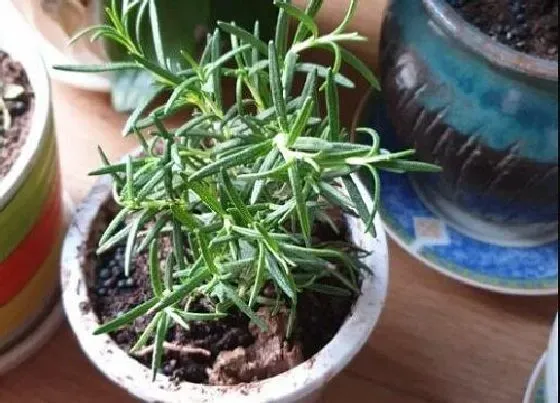 植物繁殖|迷迭香怎么繁殖方法和注意事项
