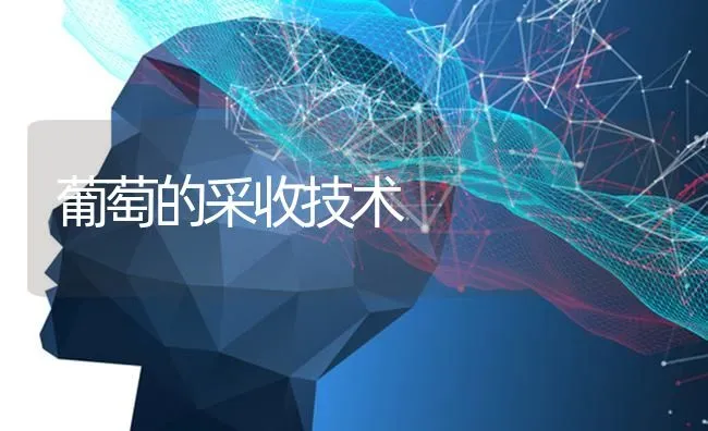 葡萄的采收技术 | 瓜果种植