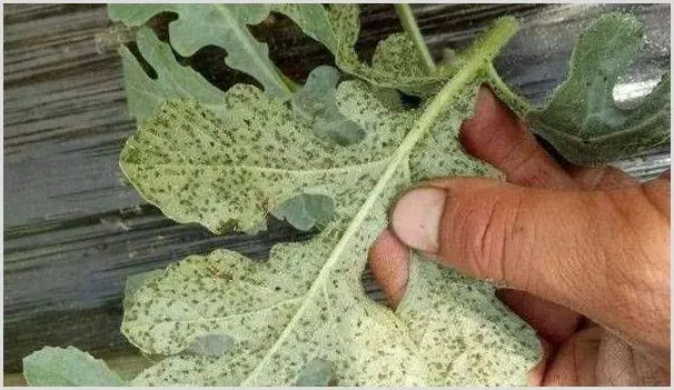 西瓜蚜虫的危害及防治措施 | 养殖技术