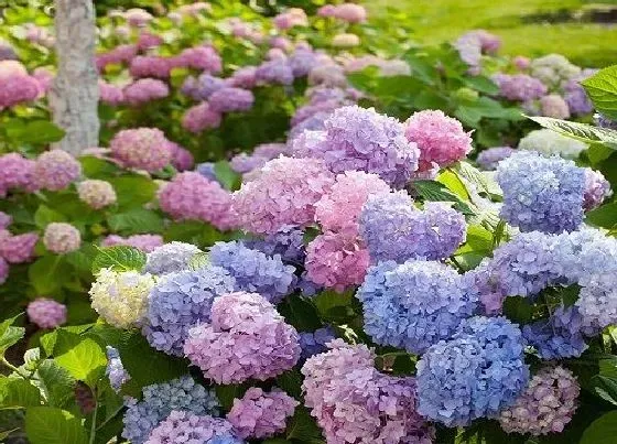 植物百科|绣球花是几年生植物