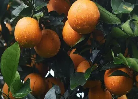 植物施肥|橙子树施什么肥最好