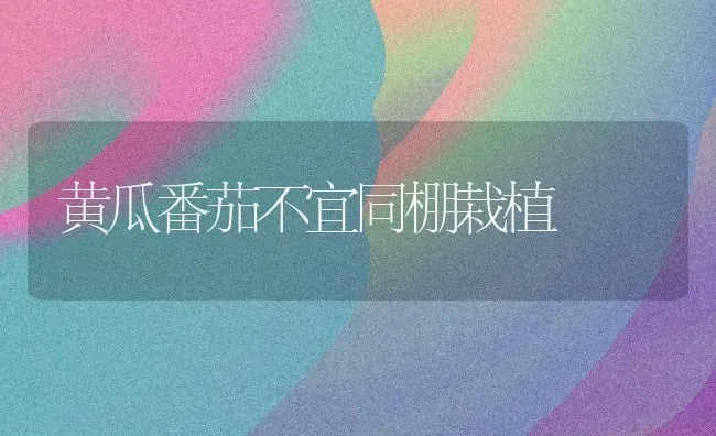 黄瓜番茄不宜同棚栽植 | 蔬菜种植