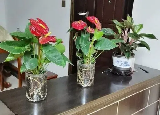 冬天植物|红掌耐寒耐冻吗 可耐受的最低温度