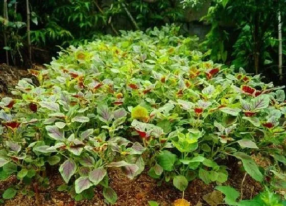 植物百科|苋是什么植物