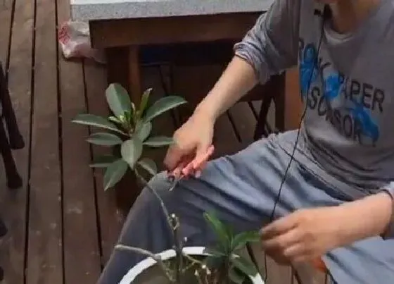 植物修剪|非洲茉莉什么时候剪枝合适