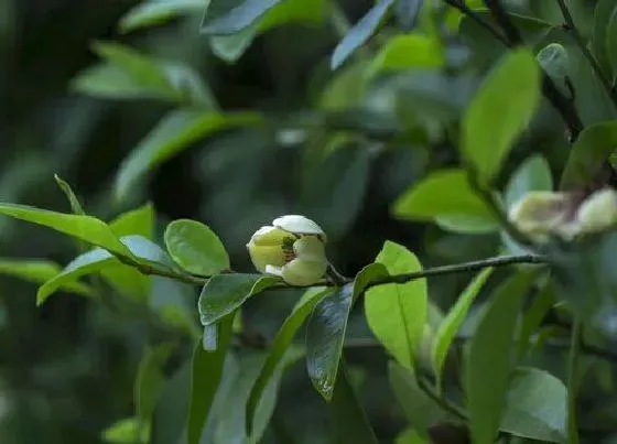 植物百科|春节香花又叫什么花