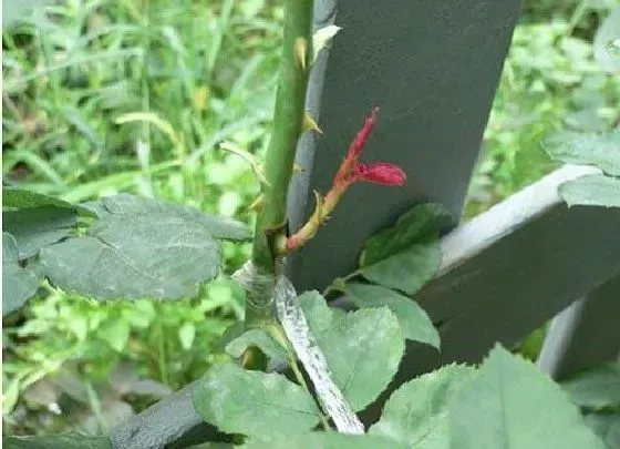 植物嫁接|月季什么时候嫁接成活率高