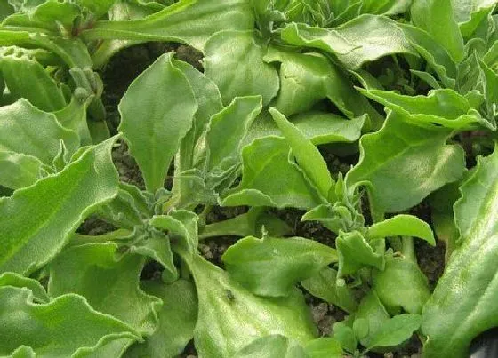 植物播种|冰草种子怎么种植