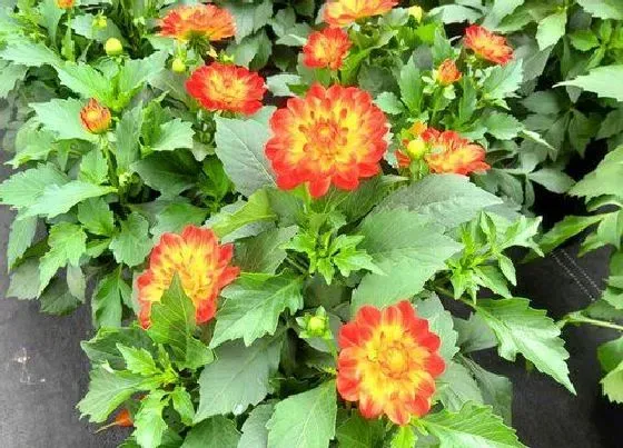 种植管理|小丽花摘心打顶时间与方法