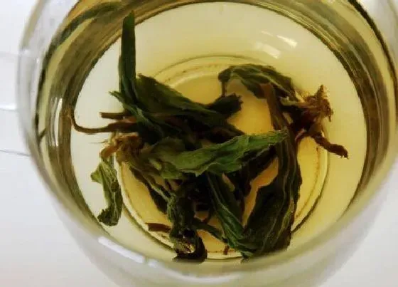 植物泡水|车前草可以泡水喝吗