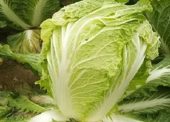 喷药|白菜打什么药好
