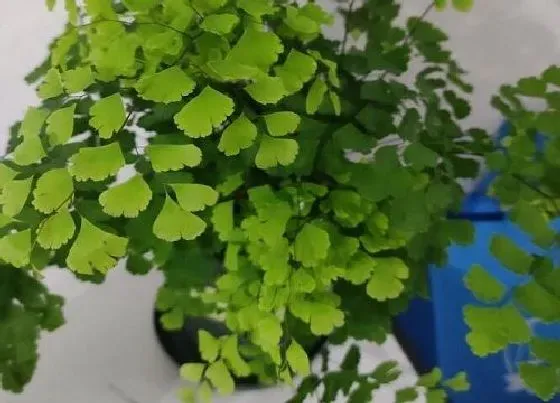 植物百科|铁线蕨耐阴吗