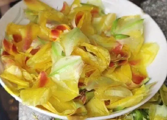 功效常识|仙人球花的功效与作用及食用方法