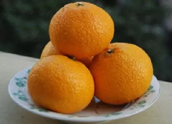 食用科普|蜜柑是热性还是凉性