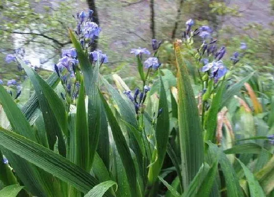 植物种类|野生兰草是保护植物吗