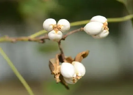 花期|乌桕树花期是什么时候