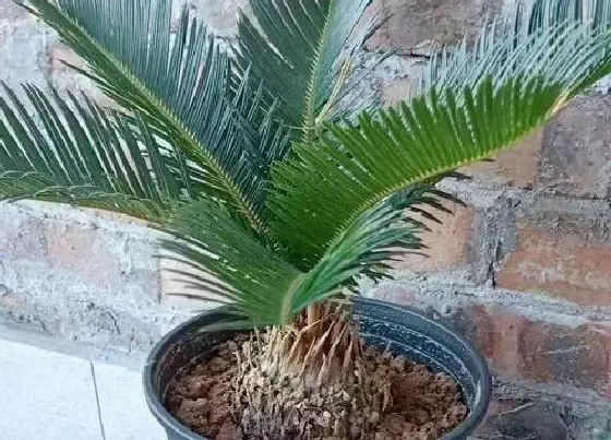植物寓意|铁树的寓意和风水象征 铁树在风水上有什么意义说法
