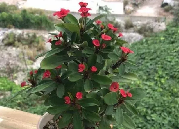 养殖科普|铁海棠喜阴还是喜阳