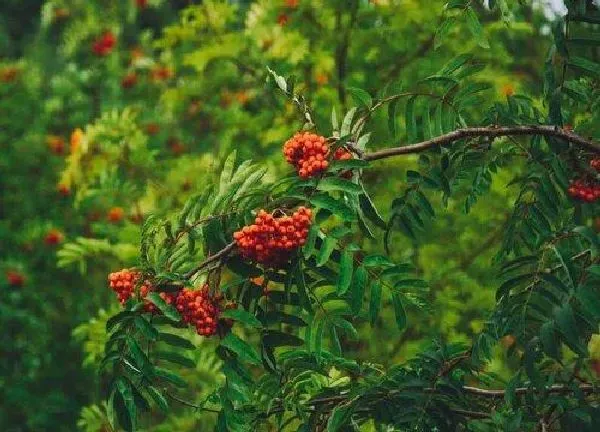 植物浇水|红豆山花怎么浇水方法