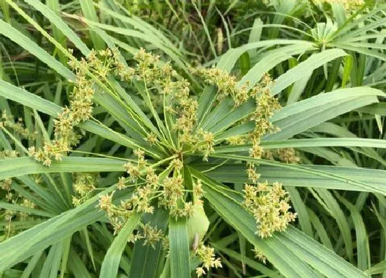 风水百科|风车草的风水作用 适合家里养吗