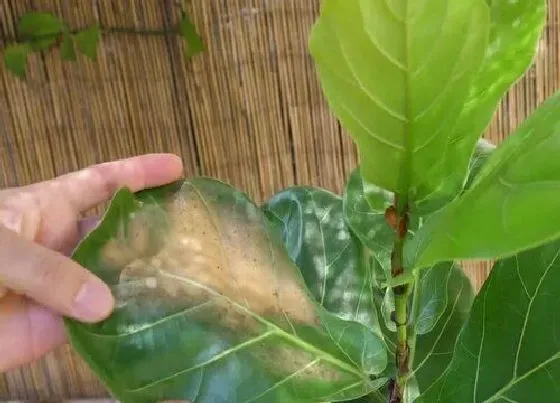 烂叶|琴叶榕叶子白斑怎么办