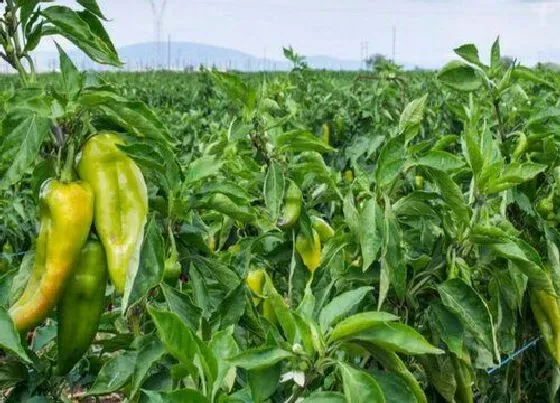 植物修剪|辣椒怎么修剪方法