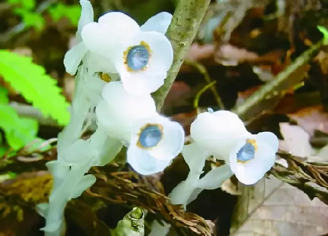 植物百科|水晶兰为什么叫死亡之花（幽灵之花水晶兰是什么植物）