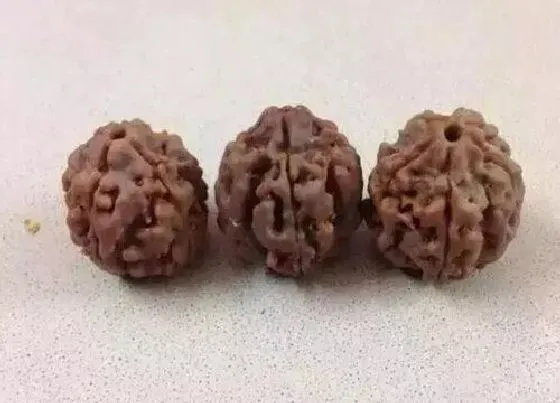 生长环境|金刚菩提生长在哪里
