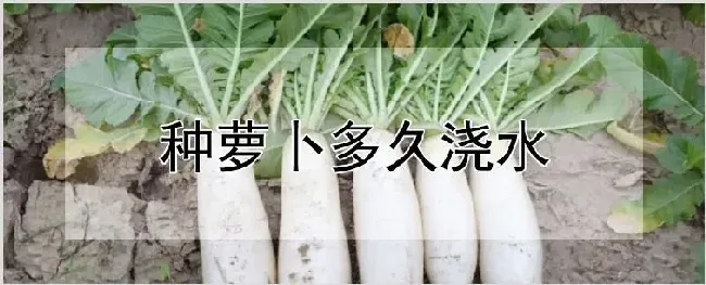 种萝卜多久浇水 | 耕种资料