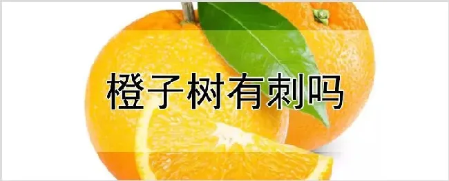 橙子树有刺吗 | 养殖技术