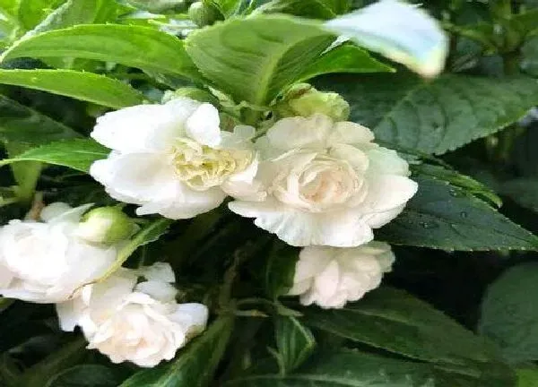 植物浇水|四季凤仙花怎么浇水方法